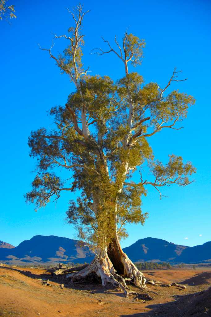 _DSC0830 - Copy (3) B